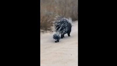 The image shows the porcupine mama with her babies. (Instagram/@latestkruger)