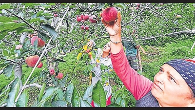 The minister said all possible efforts will be made to redress the issues of horticulturists in state. (Deepak Sansta/HT)