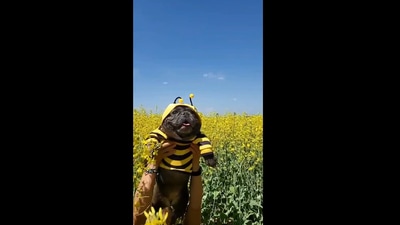 The image shows the adorable creature. (Instagram/@the_frenchie_doots)