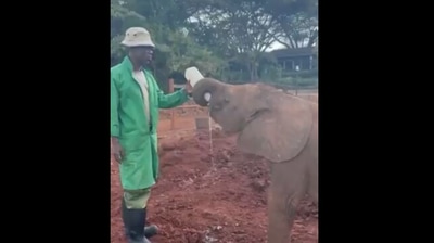 The image shows a keeper feeding a baby elephant. (Twitter/@SheldrickTrust)