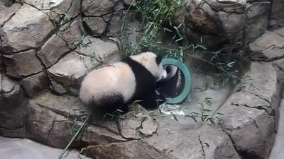 The image shows the giant panda cub named Xiao Qi Ji. (Instagram/@smithsonianzoo)