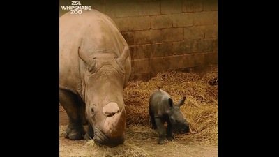 The image shows the white rhino calf Nandi hanging out with her mama. (Instagram/@zslwhipsnadezoo)