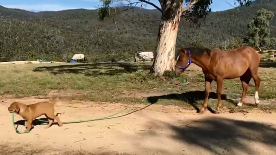 The image shows the dog taking the horse for a walk.(Jukin Media)