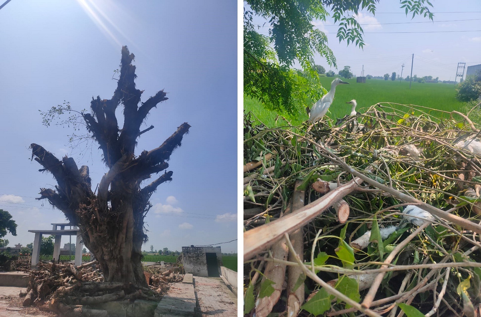 The pruned tree at the cremation ground; egrets perch on tree’s logs with dead chicks inside the pile. (AMIT SHARMA) The pruned tree at the cremation ground; egrets perch on tree’s logs with dead chicks inside the pile. (AMIT SHARMA)