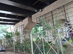 Officials said the space below the flyover was initially given a makeover in 2017 -- on the intervention of the Lieutenant Governor -- as part of a scheme to improve the aesthetics of vacant spaces under 12 flyovers and reclaim them from encroachers.(HT Photo)