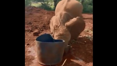 The image shows a baby elephant with a water bucket. (Twitter/@SheldrickTrust)