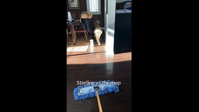 The image shows a dog looking at a mop (Instagram/@lifeofsterlingnewton)