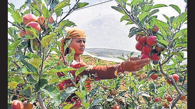 For the last two years, homegrown apples have been facing a stiff competition from duty-free fruits being imported from Iran under the India-Afghanistan Free Trade Agreement (HT File) For the last two years, homegrown apples have been facing a stiff competition from duty-free fruits being imported from Iran under the India-Afghanistan Free Trade Agreement (HT File)