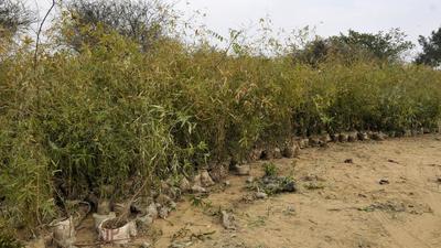 Prior to the start of the monsoon season in June, the MCG had set a target of planting 300,000 saplings in an official release. (HT Archive) Prior to the start of the monsoon season in June, the MCG had set a target of planting 300,000 saplings in an official release. (HT Archive)
