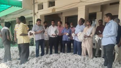 According to the Punjab Mandi Board, 17,000 quintal cotton has been purchased over the past 10 days till August 30, with private players buying the entire produce. (HT Photo) According to the Punjab Mandi Board, 17,000 quintal cotton has been purchased over the past 10 days till August 30, with private players buying the entire produce. (HT Photo)
