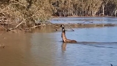 The video of the emu swimming in an Australian lake has prompted people to share various responses. (Instagram/@murrayrivertrails)