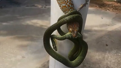 The image shows the snake and the gecko tangled together. (Jukin Media)