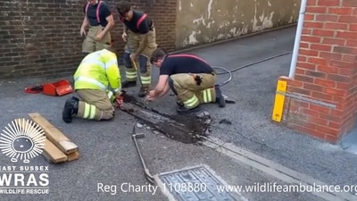 The image shows the rescue in progress. (Facebook/@wildlifeambulance)