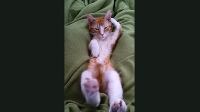 The image shows the sleepy kitten. (Jukin Media)
