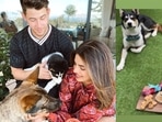 Priyanka Chopra and Nick Jonas' dog Gino turned two on Monday. Priyanka Chopra and Nick Jonas' dog Gino turned two on Monday.