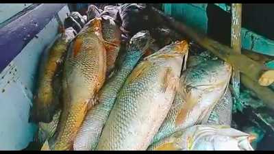 Palghar fisherman sells 157 Ghol fish for Rs1.33 crore Palghar fisherman sells 157 Ghol fish for Rs1.33 crore