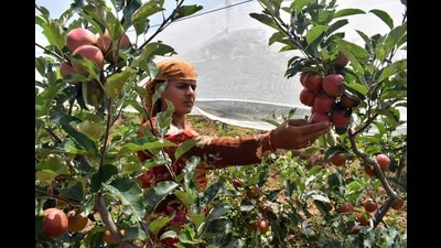 The prices of apples in wholesale market began to drop three weeks ago and further slid after corporate-run agri stores announced fresh prices. (HT Photo)