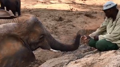 The image shows a sweet moment between the elephant and its former keeper. (Twitter/@SheldrickTrust)