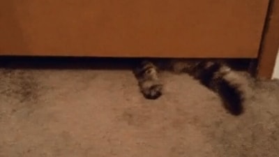 The image shows the cat trying to squeeze through a tiny space. (Reddit/@Annupanda)