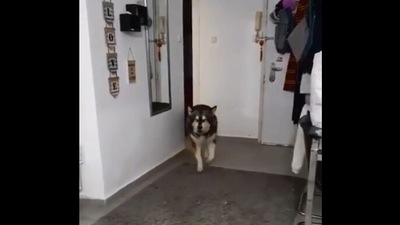 The image taken from the video shows one of the dogs. (Reddit/@presoff-Cdfg4567)