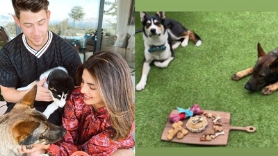 Priyanka Chopra and Nick Jonas' dog Gino turned two on Monday. Priyanka Chopra and Nick Jonas' dog Gino turned two on Monday.