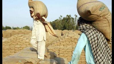 New specifications for paddy procurement irk Punjab farmers, rice millers New specifications for paddy procurement irk Punjab farmers, rice millers