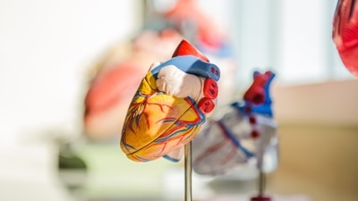 Improve cholesterol levels, lower risk of heart disease: Garlic supplements may reduce total and/or LDL (low-density lipoprotein) cholesterol by about 10–15%. (Unsplash)