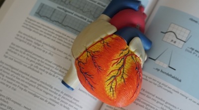 In a recent study, scientists have found that the body-state monitoring neurons can hijack the decision-making process. (Unsplash)