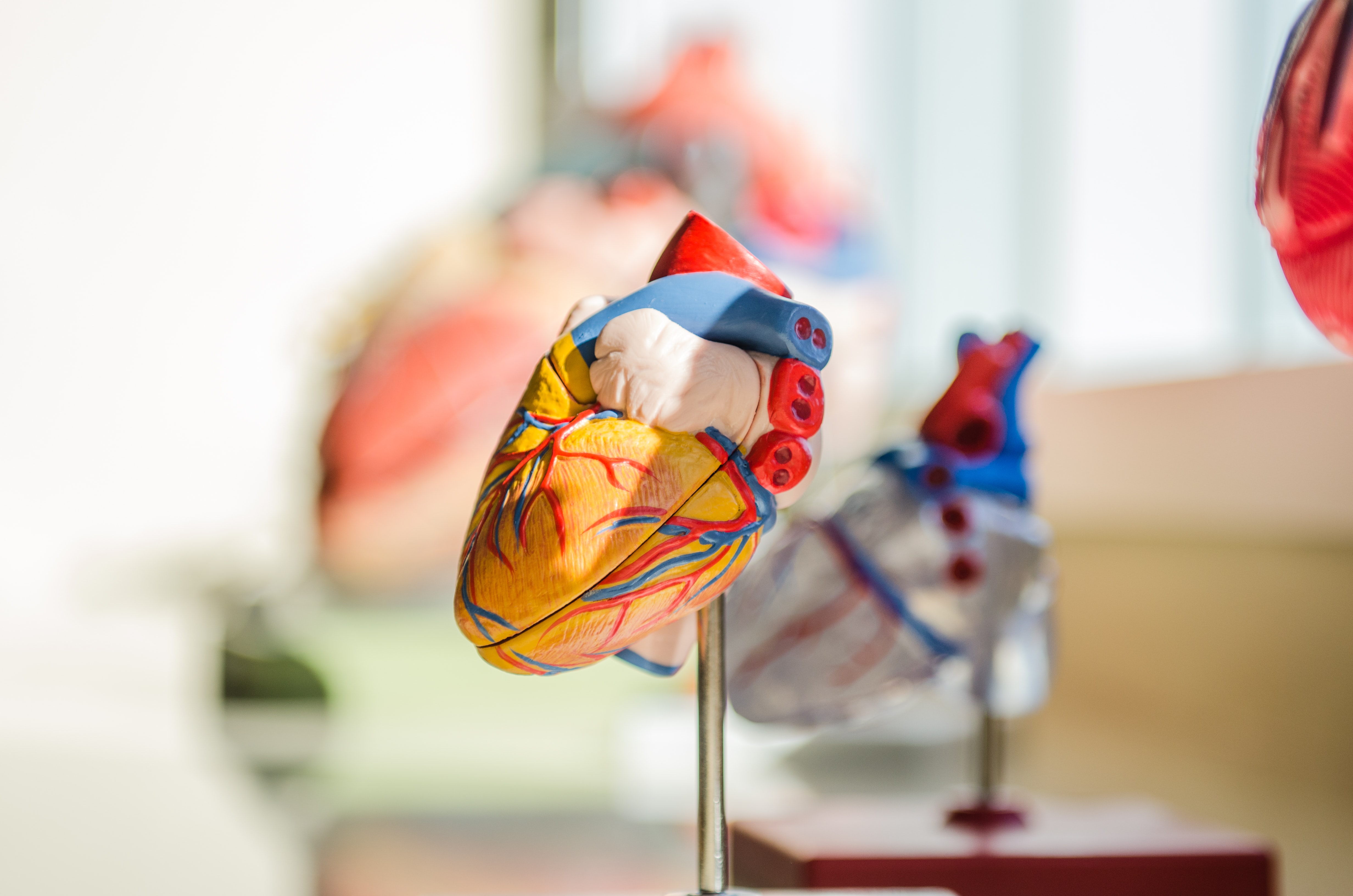 Maintaining healthy cholesterol levels is essential for heart health. (Unsplash) Maintaining healthy cholesterol levels is essential for heart health. (Unsplash)