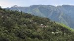 In the Indo-Malaya region, which covers India, 41 tree species are extinct, the highest globally compared to other regions. (File photo)