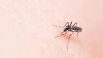 Officials said that transmission period of vector borne diseases like dengue, malaria and chikungunya, which spread through mosquito bites, is between July and November.(Representational image) Officials said that transmission period of vector borne diseases like dengue, malaria and chikungunya, which spread through mosquito bites, is between July and November.(Representational image)
