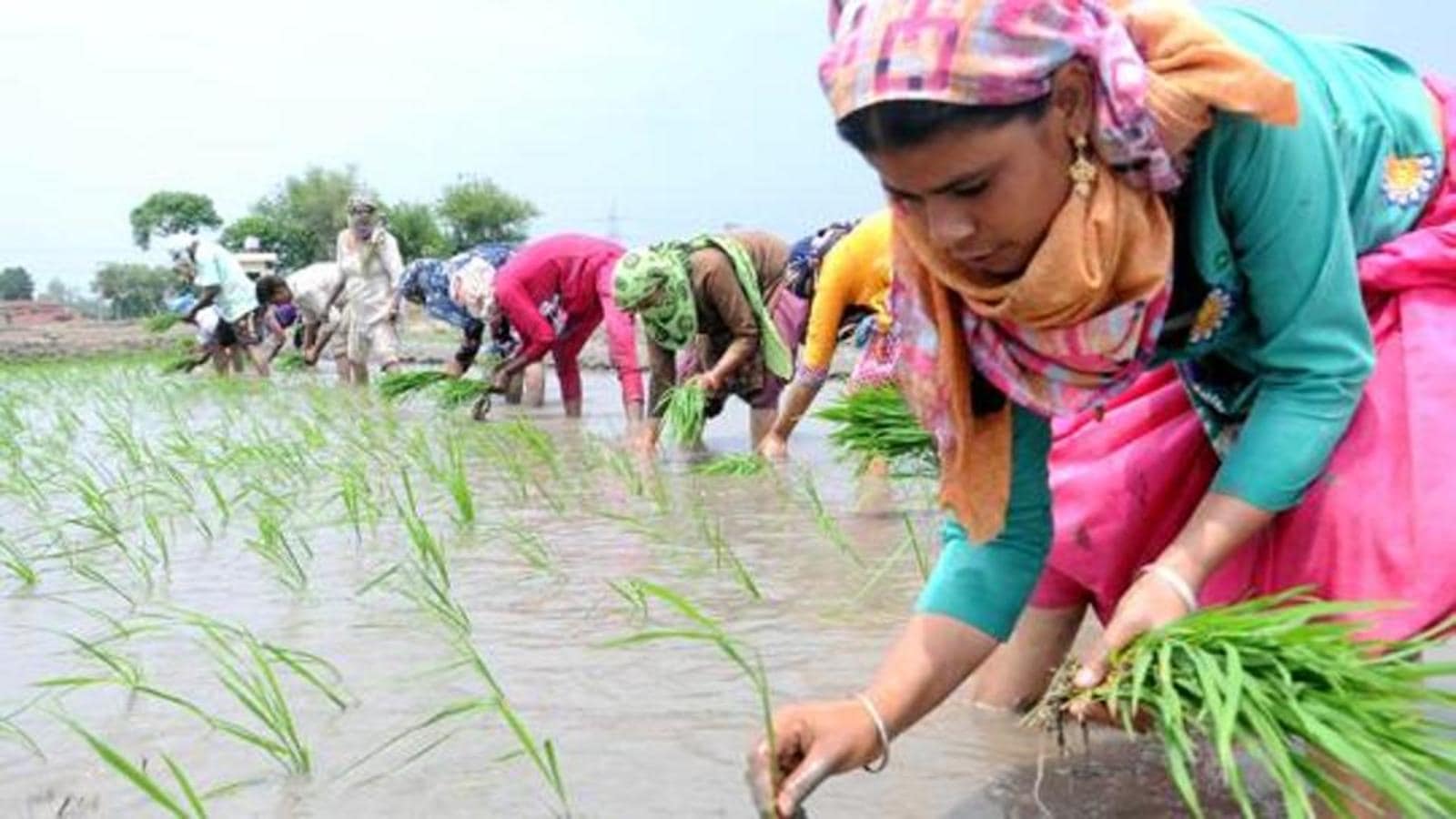 Rural Economy Kept Steady During Covid Latest News India Hindustan 