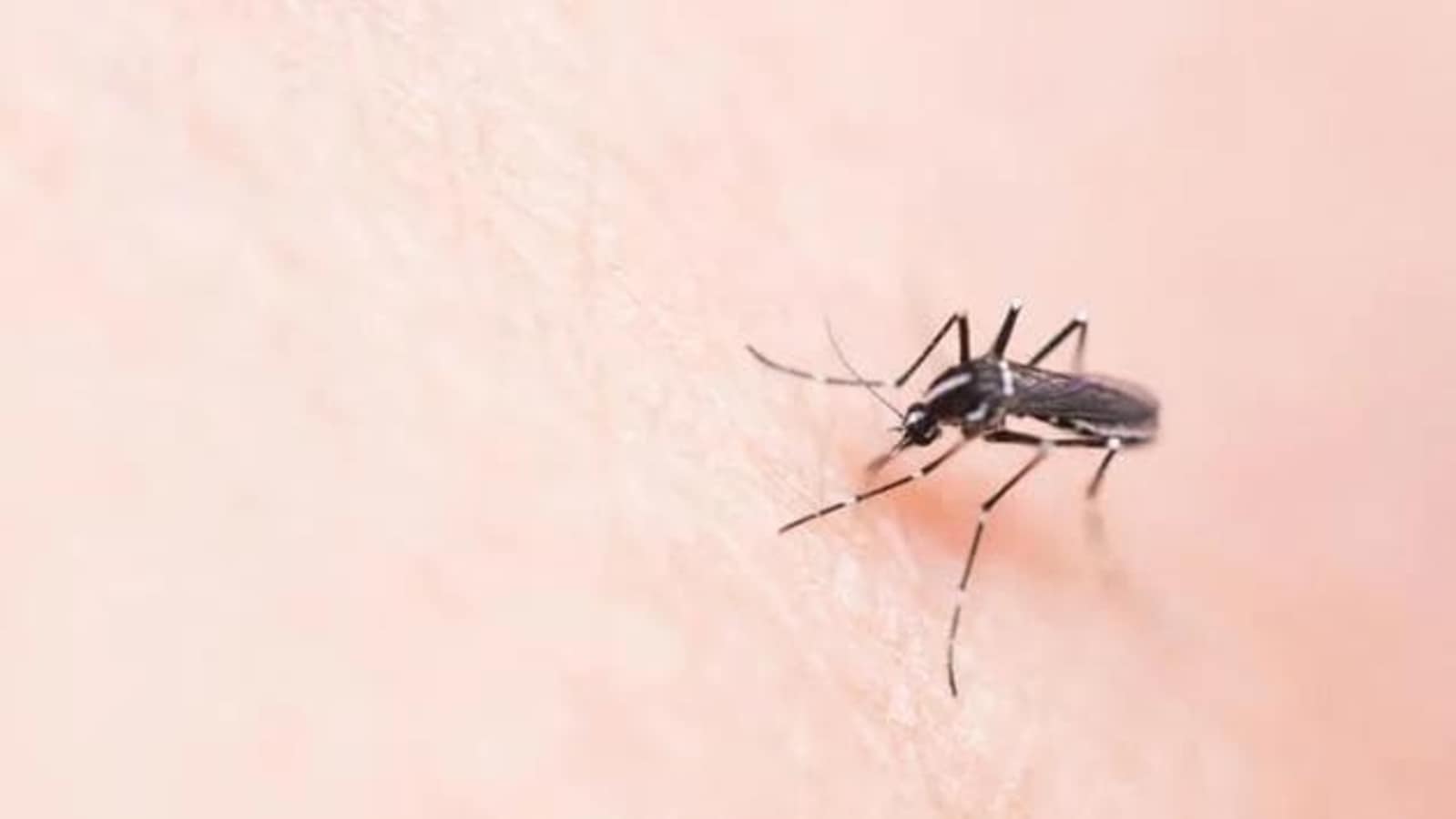 GB Nagar reports 13 cases of malaria in August, CMO orders surveillance of fever