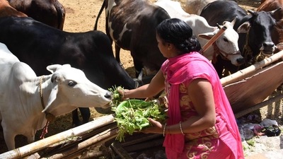 In India, the slaughter of cow is partially or fully banned by law in 20 states, with the earliest going back almost 70 years. (AFP) In India, the slaughter of cow is partially or fully banned by law in 20 states, with the earliest going back almost 70 years. (AFP)