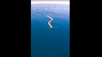 The picture taken from the video shows the snake swimming towards the paddle boarder. (Instagram/@brodiemoss)