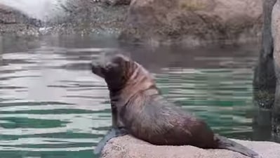 The image taken from the video shows the sea lion pup. (Instagram/@bronxzoo)