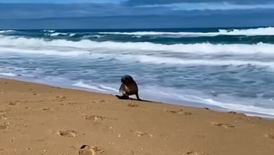 The image shows the seal pup enjoying itself. (Instagram/@jettyroadretreat)