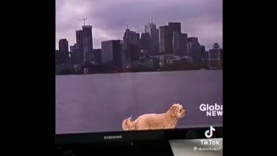 The video of the dog has left people in splits. (Screengrab)