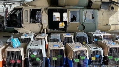 The photo of dogs left in cages at the Kabul airport surfaced on social media. ((Twitter/Peta))