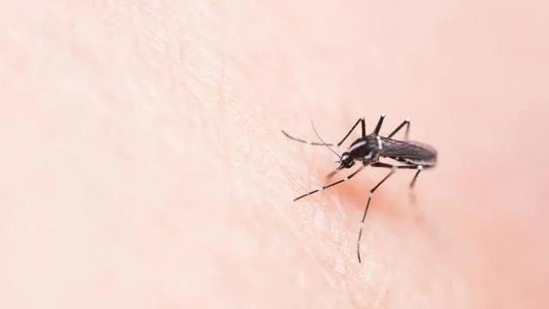 Officials said that transmission period of vector borne diseases like dengue, malaria and chikungunya, which spread through mosquito bites, is between July and November.(Representational image)
