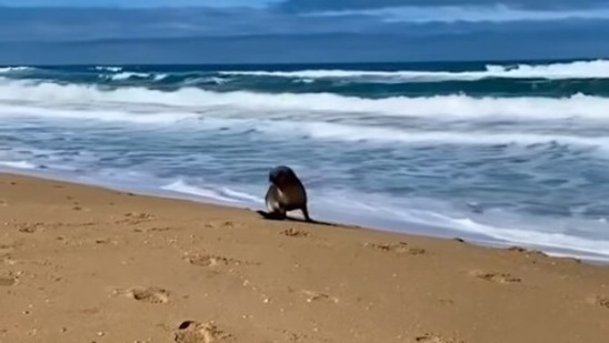 The image shows the seal pup enjoying itself. (Instagram/@jettyroadretreat)