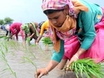 GDP data released on Tuesday show the agriculture sector, which employs half of all Indians, has consistently grown throughout the pandemic. (HT Archive) GDP data released on Tuesday show the agriculture sector, which employs half of all Indians, has consistently grown throughout the pandemic. (HT Archive)