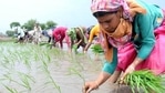 GDP data released on Tuesday show the agriculture sector, which employs half of all Indians, has consistently grown throughout the pandemic. (HT Archive) GDP data released on Tuesday show the agriculture sector, which employs half of all Indians, has consistently grown throughout the pandemic. (HT Archive)