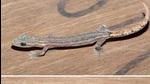 Specimens of Hemiphyllodactylus goaensis were found from two localities in Goa – two in north Goa at Goa University campus and one in south Goa at Chandor (Courtesy- Goa University)