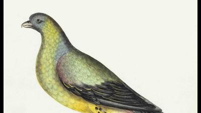 Border Security Force (BSF) on Wednesday captured a suspicious pigeon, with blue and yellow rings tied to its legs, along the Indo-Pak international border near in Akhnoor sector of Jammu district. (Representative image) (HT FILE)