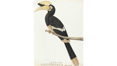 The artists of these works have sometimes attended to minute distinctive particularities of form and plumage. At other times they have taken artistic liberties. This makes the process of identifying the birds complicated. Naming the birds has been a process of weighing the evidence on the page against modern scientific descriptions. This image is of an Oriental Pied Hornbill (Anthracocerus albirostris). (Courtesy DAG Gallery) The artists of these works have sometimes attended to minute distinctive particularities of form and plumage. At other times they have taken artistic liberties. This makes the process of identifying the birds complicated. Naming the birds has been a process of weighing the evidence on the page against modern scientific descriptions. This image is of an Oriental Pied Hornbill (Anthracocerus albirostris). (Courtesy DAG Gallery)