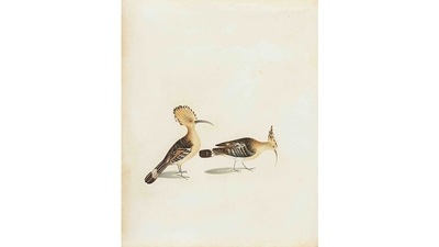 So think of the DAG show and book not as a field guide to identifying avian species the next time you are outdoors. It’s merely a record of artists documenting India in the best way they could more than two centuries ago. This image is of a Hoopoe (Upapa epos). (Courtesy DAG Gallery) So think of the DAG show and book not as a field guide to identifying avian species the next time you are outdoors. It’s merely a record of artists documenting India in the best way they could more than two centuries ago. This image is of a Hoopoe (Upapa epos). (Courtesy DAG Gallery)