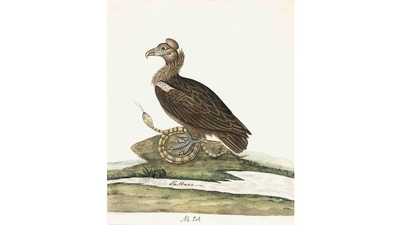 Company Paintings - 1800 to 1835 is India’s first exhibition of its kind devoted entirely to Indian birds. They’re works by unknown Indian masters commissioned by the British East India Company in the late 18th and early 19th centuries, to document India’s animals, plants, monuments and people. This image is of a Cinereous Vulture (Aegypius monachus). (Courtesy DAG Gallery) Company Paintings - 1800 to 1835 is India’s first exhibition of its kind devoted entirely to Indian birds. They’re works by unknown Indian masters commissioned by the British East India Company in the late 18th and early 19th centuries, to document India’s animals, plants, monuments and people. This image is of a Cinereous Vulture (Aegypius monachus). (Courtesy DAG Gallery)