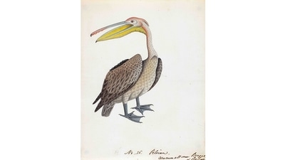 The majority, 99 images have been sourced from the album of Cunninghame Graham, with works dated from 1800 to 1804. Additional works have come from an 1810 album of birds from north-east India, which use exaggeratedly vivid colours; the Faber album from 1830; and four folios by Chuni Lal of Patna assembled in 1835. This image is of a Spot-billed or Grey Pelican (Pelecanus philippensis). (Courtesy DAG GAllery) The majority, 99 images have been sourced from the album of Cunninghame Graham, with works dated from 1800 to 1804. Additional works have come from an 1810 album of birds from north-east India, which use exaggeratedly vivid colours; the Faber album from 1830; and four folios by Chuni Lal of Patna assembled in 1835. This image is of a Spot-billed or Grey Pelican (Pelecanus philippensis). (Courtesy DAG GAllery)