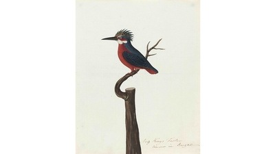 Combining the delicacy and details of Mughal atelier-trained artists with the refinement and rationalisation of European art, the works signify a hybrid Indian style unique to the Indian subcontinent whose patronage was almost entirely British. This image is of a Blyth’s Kingfisher (Alcedo Hercules). (Courtesy DAG GAllery) Combining the delicacy and details of Mughal atelier-trained artists with the refinement and rationalisation of European art, the works signify a hybrid Indian style unique to the Indian subcontinent whose patronage was almost entirely British. This image is of a Blyth’s Kingfisher (Alcedo Hercules). (Courtesy DAG GAllery)